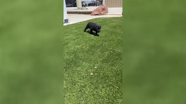 Video preview image #4 Labrador Retriever Puppy For Sale in BUCKEYE, AZ, USA