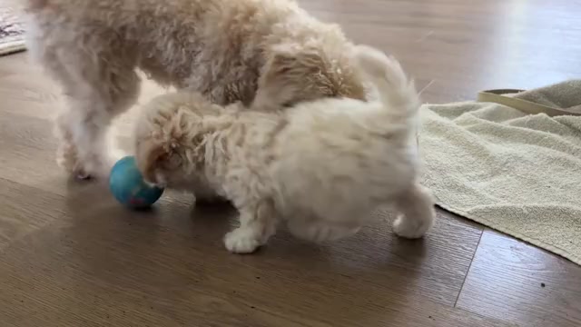 Video preview image #5 Bichpoo Puppy For Sale in NORTH PORT, FL, USA