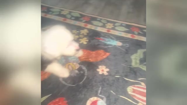 Video preview image #2 Old English Sheepdog Puppy For Sale in KEWANEE, IL, USA