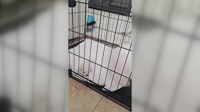 Video preview image #5 Maltese Puppy For Sale in CLERMONT, FL, USA