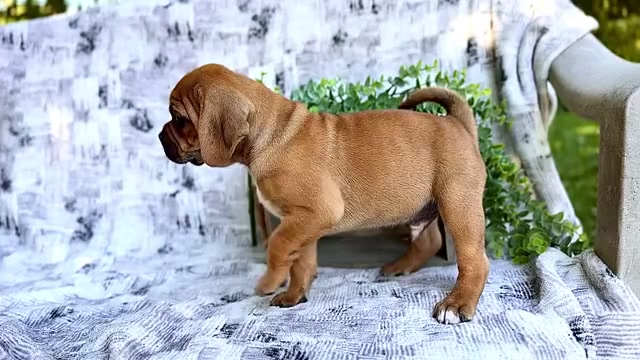 Video preview image #4 Puggle Puppy For Sale in WAKARUSA, IN, USA