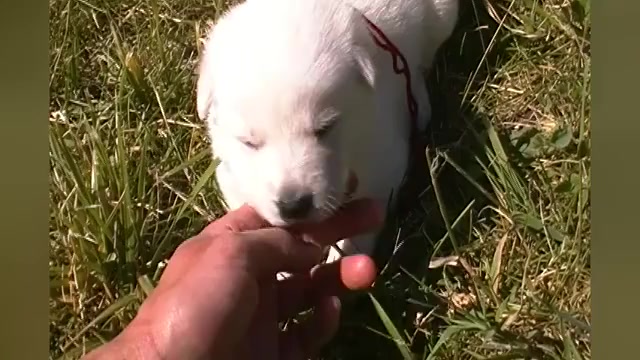 Video preview image #1 German Shepherd Dog Puppy For Sale in PIEDMONT, MO, USA