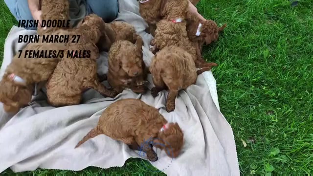 Video preview image #2 Irish Doodle Puppy For Sale in GOSHEN, IN, USA