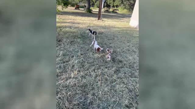 Video preview image #4 Cavalier King Charles Spaniel Puppy For Sale in BROWNWOOD, TX, USA