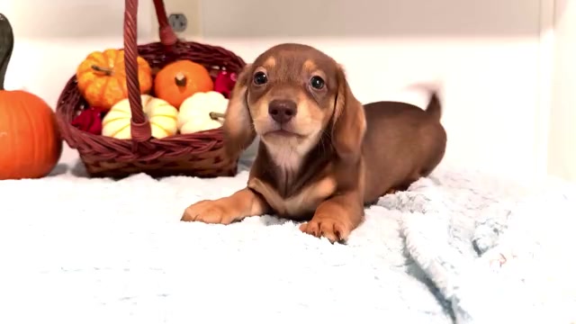 Video preview image #2 Dachshund Puppy For Sale in WAKARUSA, IN, USA