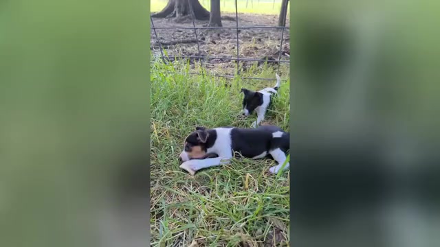 Video preview image #1 Rat Terrier Puppy For Sale in WHITAKERS, NC, USA