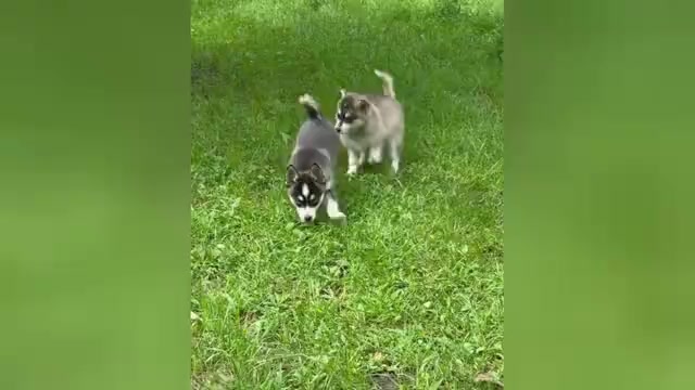 Video preview image #2 Alaskan Klee Kai-Pomsky Mix Puppy For Sale in STAPLES, MN, USA
