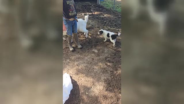 Video preview image #4 Border Collie Puppy For Sale in LEBANON, MO, USA