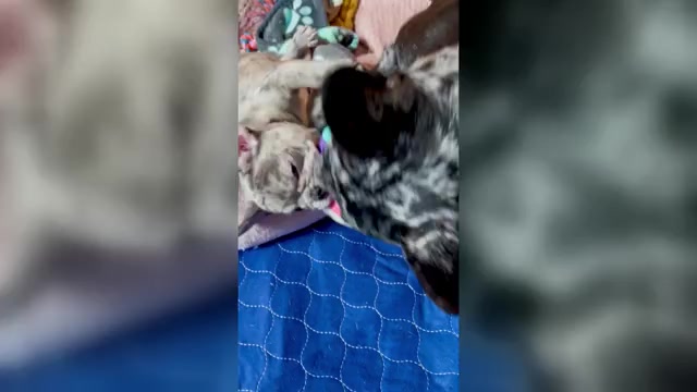 Video preview image #2 French Bulldog Puppy For Sale in PHILADELPHIA, PA, USA