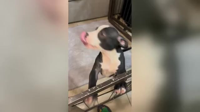 Video preview image #2 American Bully Puppy For Sale in SEVERN, MD, USA