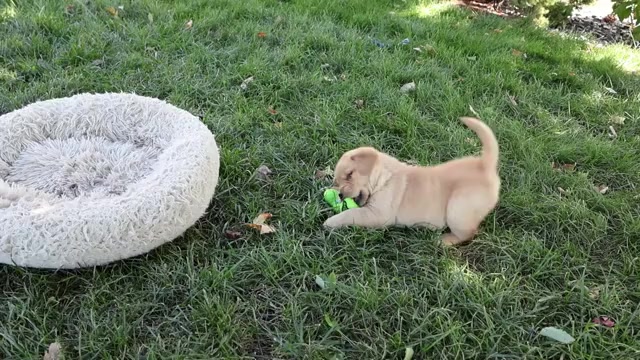 Video preview image #1 Golden Labrador Puppy For Sale in SYRACUSE, IN, USA