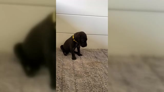 Video preview image #3 Great Dane Puppy For Sale in TEMECULA, CA, USA