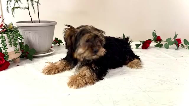Video preview image #2 Shorkie Tzu Puppy For Sale in WAKARUSA, IN, USA