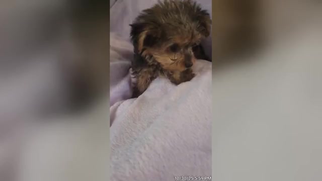Video preview image #10 Yorkshire Terrier Puppy For Sale in AKRON, OH, USA