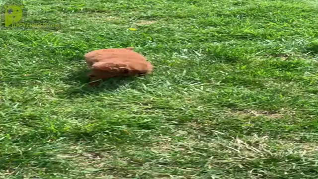 Video preview image #10 Poodle (Toy) Puppy For Sale in WARSAW, IN, USA