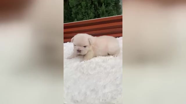 Video preview image #4 French Bulldog Puppy For Sale in SAN DIEGO, CA, USA
