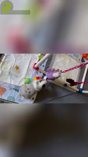 Video preview image #16  Breeder Profile in NOLENSVILLE, TN, USA