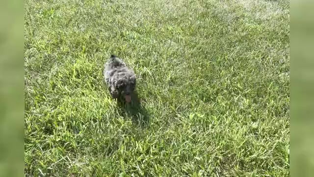 Video preview image #1 Poodle (Miniature) Puppy For Sale in WARSAW, IN, USA
