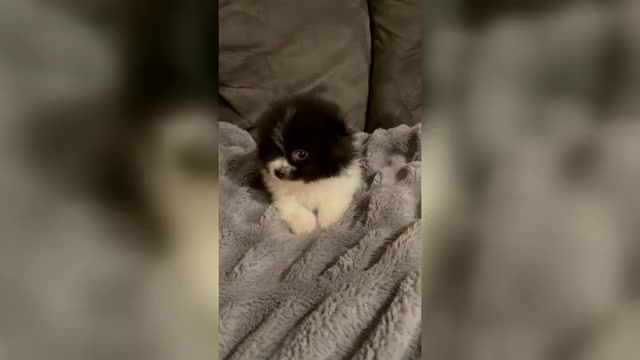 Video preview image #3 Pomeranian Puppy For Sale in BAKERSFIELD, CA, USA