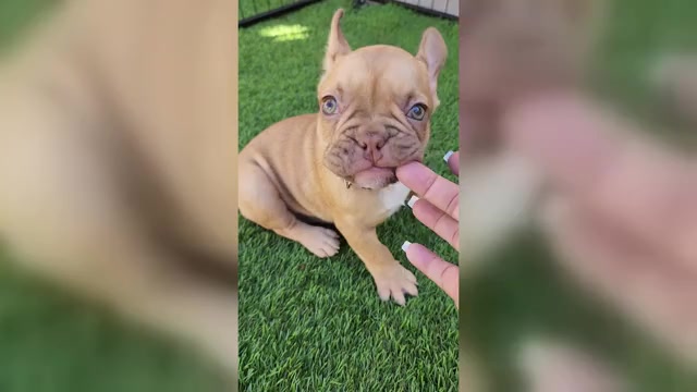 Video preview image #2 French Bulldog Puppy For Sale in LAS VEGAS, NV, USA
