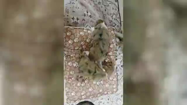 Video preview image #1 Aussiedoodle Puppy For Sale in WILLS POINT, TX, USA