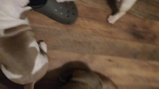 Video preview image #6 American Bully Puppy For Sale in HARRISBURG, PA, USA