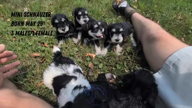 Video preview image #7 Schnauzer (Miniature) Puppy For Sale in GOSHEN, IN, USA