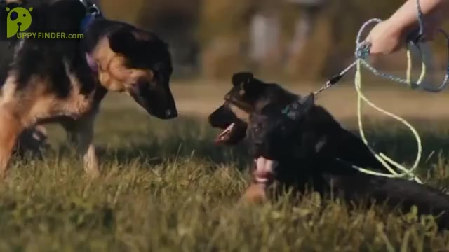 Video preview image #1  Breeder Profile in SUMPTER TWP, MI, USA