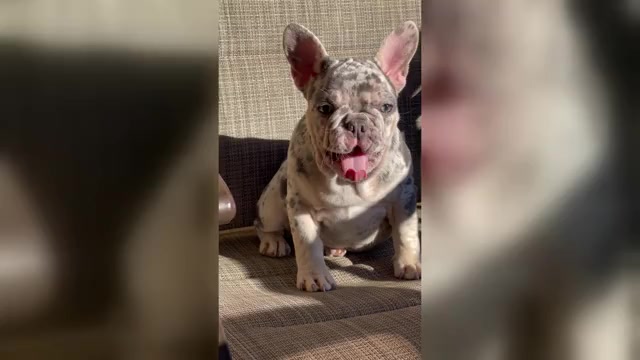 Video preview image #3 French Bulldog Puppy For Sale in ALPHARETTA, GA, USA