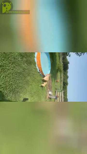 Video preview image #1  Breeder Profile in LEASBURG, MO, USA