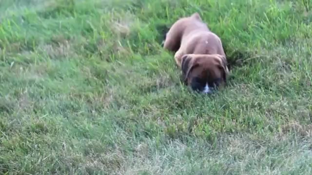 Video preview image #1 Boxer Puppy For Sale in SHIPSHEWANA, IN, USA