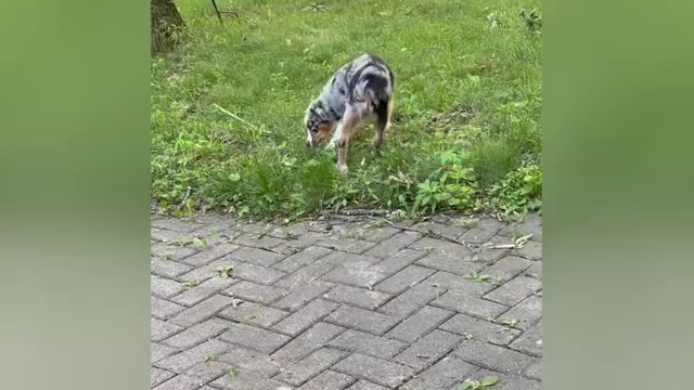 Video preview image #6 Miniature Australian Shepherd Puppy For Sale in HARRISON, OH, USA
