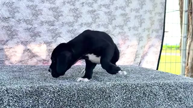 Video preview image #8 Great Dane Puppy For Sale in WAKARUSA, IN, USA