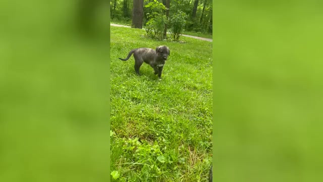 Video preview image #3  Breeder Profile in HUSTONVILLE, KY, USA