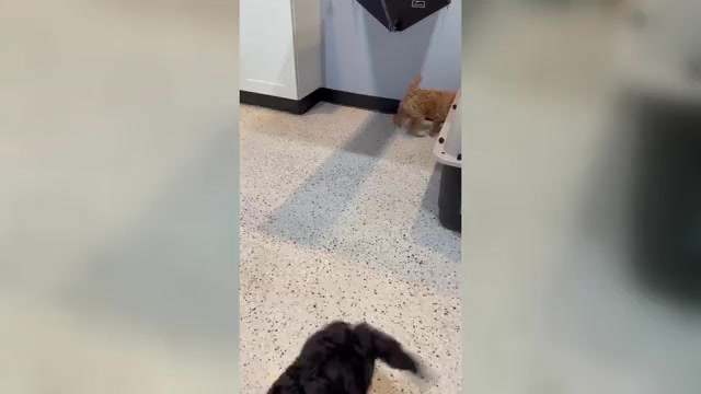 Video preview image #1 Golden Mountain Doodle  Puppy For Sale in HESPERIA, CA, USA