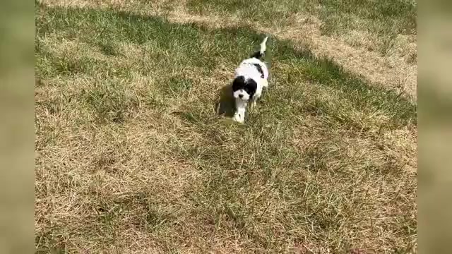 Video preview image #1 Cavapoo Puppy For Sale in WARSAW, IN, USA