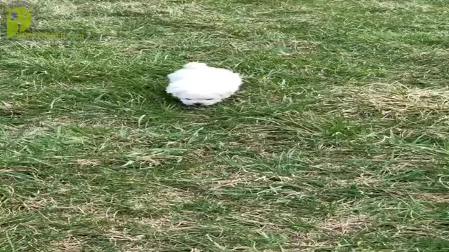 Video preview image #14 Maltese Puppy For Sale in WARSAW, IN, USA