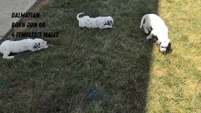 Video preview image #3 Dalmatian Puppy For Sale in GOSHEN, IN, USA