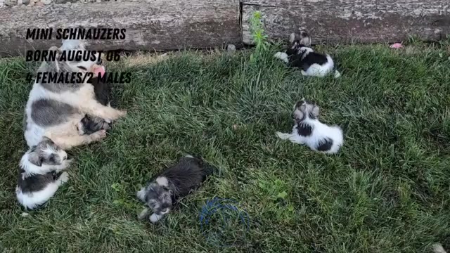 Video preview image #1 Schnauzer (Miniature) Puppy For Sale in GOSHEN, IN, USA