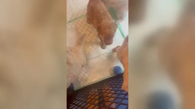 Video preview image #1 Goldendoodle mix (+ Poodle Standard) Puppy For Sale in HATTIESBURG, MS, USA