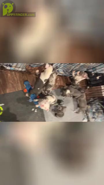 Video preview image #10 American Bully Puppy For Sale in JERSEY CITY, NJ, USA
