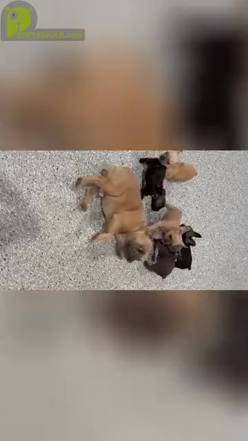 Video preview image #1  Breeder Profile in DOWNEY, CA, USA
