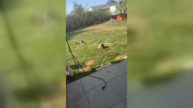 Video preview image #1 Boston Terrier Puppy For Sale in WARWICK, RI, USA