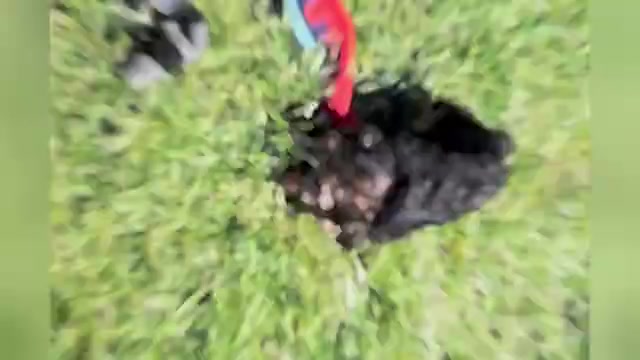 Video preview image #1 YorkiePoo Puppy For Sale in WARSAW, IN, USA