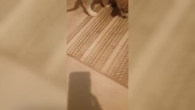 Video preview image #1 Gerberian Shepsky Puppy For Sale in EDMORE, MI, USA