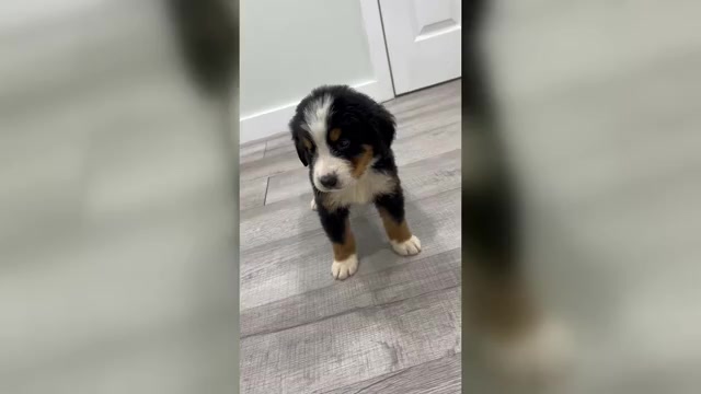 Video preview image #1 Bernese Mountain Dog Puppy For Sale in DUNDEE, OH, USA
