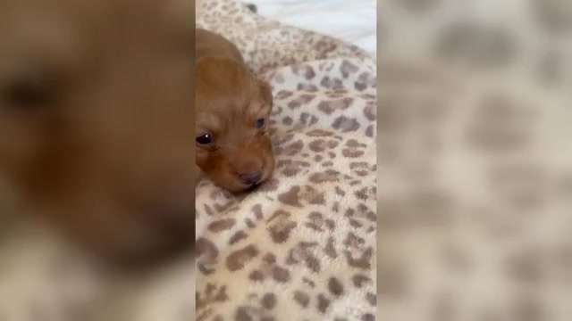 Video preview image #1 Dachshund Puppy For Sale in SAN DIEGO, CA, USA