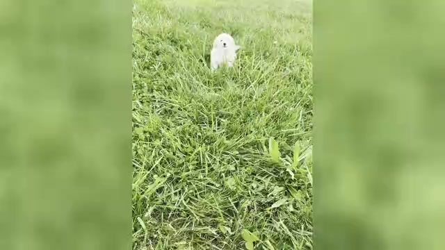 Video preview image #5 Maltipoo (Miniature) Puppy For Sale in WARSAW, IN, USA