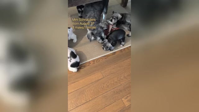 Video preview image #2 Schnauzer (Miniature) Puppy For Sale in GOSHEN, IN, USA