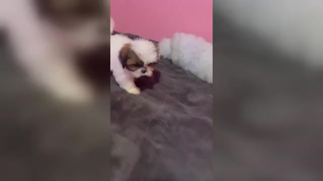 Video preview image #5 Shih Tzu Puppy For Sale in VENETA, OR, USA